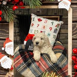 Goldendoodle Puppies from Chrissydoodles