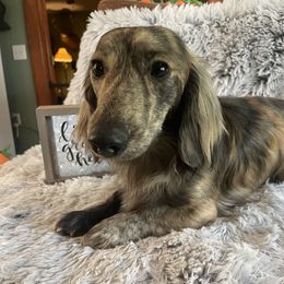 Willie - Dachshund