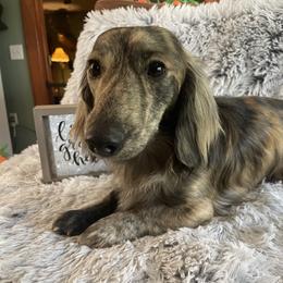 Willie - Dachshund