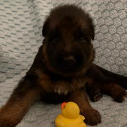 Ishmael - Black and red male German Shepherd puppy in Aurora, Illinois from Fairhaven German Shepherds