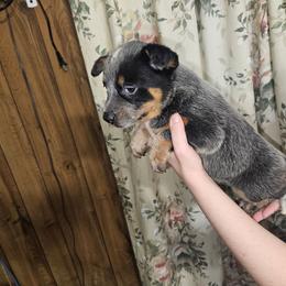 Blue Girl 7 - Blue male Australian Cattle Dog puppy in Center Point, Texas from Lone Star Heelers