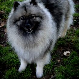 Kamiah - Keeshond