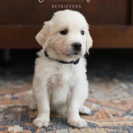 Golden Retriever Puppies from GoldenStory Retrievers
