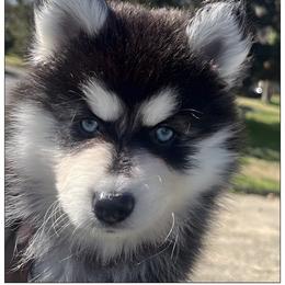 Dawn - Black and white female Pomsky puppy in Norfolk, Virginia from 'Brick'House Couture Pomskies