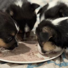 Pembroke Welsh Corgi Puppies from Blue Angel Kennels