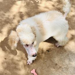 Zane - Parti male Poodle puppy in Mobile, Alabama from Semmy’s Standard Poodle LLC