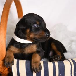 Victory - Black and rust female Doberman Pinscher puppy in Overton, Texas from Obsidian Kennel