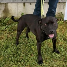 Staffordshire Bull Terriers from Koddiak Kennels