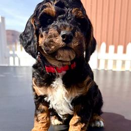 Calypso (pink collar) - Phantom female Poodle puppy in Henefer, Utah from Mountain Valley Poodles