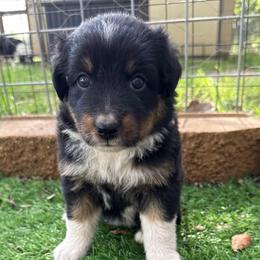 Fudge - Black tri-color female Australian Shepherd puppy in Mount Vernon, Texas from RJ's Aussie Posse