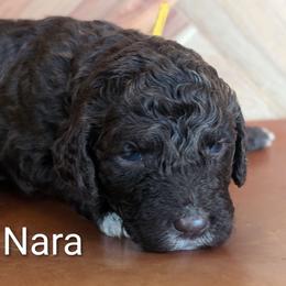 Nara - Brown and white female Sheepadoodle puppy in Berwick, Pennsylvania from Wright’s Wiggle Butts
