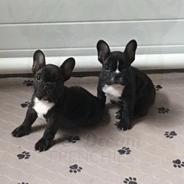 French Bulldog All Grown Up from Ever Dream Frenchies