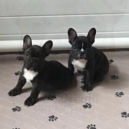French Bulldog All Grown Up from Ever Dream Frenchies