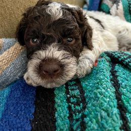 Lagotto Romagnolo Puppies from Agapē Lagotto Romagnolo