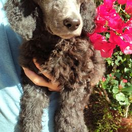 Poodle Puppies from Magnificent Standards