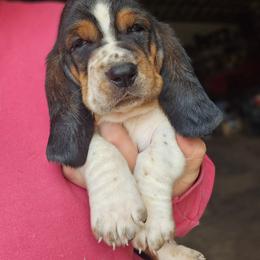 Buzz, lime green - Black white and brown male Basset Hound puppy in Fort Leonard Wood, Missouri from Ozark Hounds