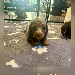 Kit Kat - Chocolate and tan female Dachshund puppy in Louisa, Kentucky from Mini Doxies of Eastern KY