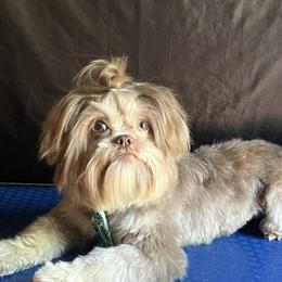 Creed - Shih Tzu