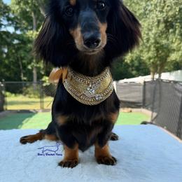 Gucci - Black and tan female Dachshund puppy in Imperial, Missouri from Bea’s Dackel Haüs