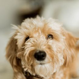 Goldendoodle All Grown Up from Leonards Doodles