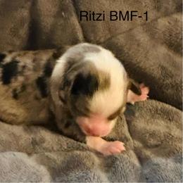 Girl 1 - Blue merle female Toy Australian Shepherd puppy in Lame Deer, Montana from Bar M Toy Aussies