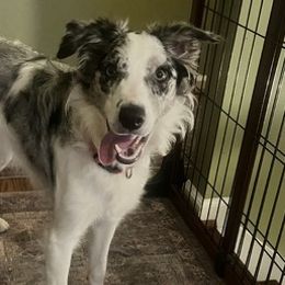 Border Collies, Bordoodles, and Toy Australian Shepherds from Hoffman Forest Acres LLC