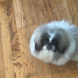 Sassy - Light red female Pekingese puppy in Canton, Michigan from Sno-Peke