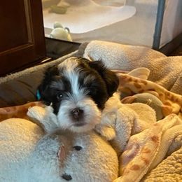 Havanese from Leatherwood Havanese