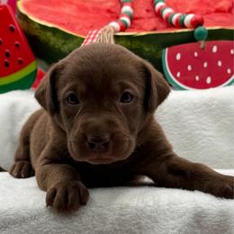 Light pink - Chocolate female Labrador Retriever puppy in Heath Springs, South Carolina from Rich Hill Retrievers