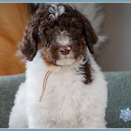 Romeo - Brown and white male Bernedoodle puppy in Connersville, Indiana from Deaz Doodle Ranch