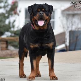 Ginger - Rottweiler