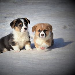 Pembroke Welsh Corgi Puppies from The Blessed Herd