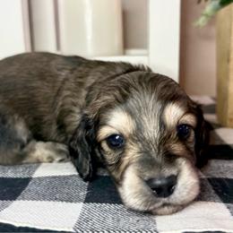 Green collar male - Cream male Dachshund puppy in Wylie, Texas from Karas Royal Dachshunds