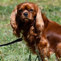 Archie - Cavalier King Charles Spaniel