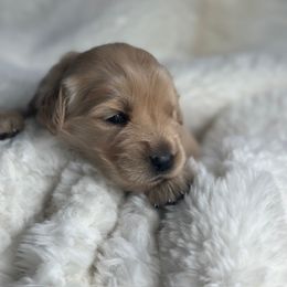 Golden Retriever Puppies from Chevaline Goldens