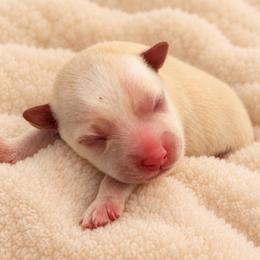 Star - Tan male Morkie puppy in Tampa Bay, Florida from Woodpecker Ridge Pups