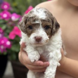 Kimo - Brown male Cavapoo puppy in Floyd, Virginia from Hearts and Paws Poodles and Doodles
