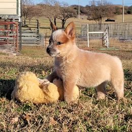Australian Cattle Dog and Australian Kelpie Puppies from Carben Copy