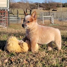 Australian Cattle Dog and Australian Kelpie Puppies from Carben Copy