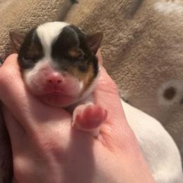 Little JuneBug - Parti female Yorkshire Terrier puppy in Hope, Indiana from DJ Yorkies