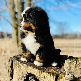 Bernese Mountain Dog Puppies from Royal Bernese Mountain Dogs