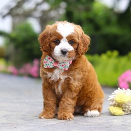 Boy 5 - male Cavapoo puppy in Greenville, South Carolina from Reedy River Doodles