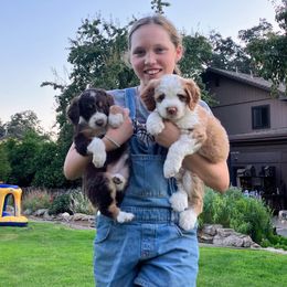 Aussiedoodle Puppies from Sand Creek Ranch Aussiedoodles