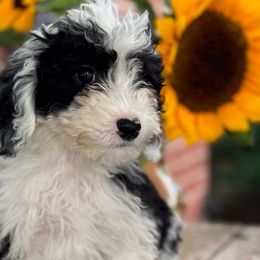 Sully - Sheepadoodle puppy from Redcay's Mini Bernedoodles