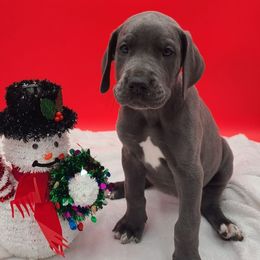 Pearl - Blue female Great Dane puppy in Kannapolis, North Carolina from Carolina Great Danes & Toy Poodles