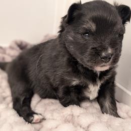 Nova - Tri-color female Pomsky puppy in Temple, Texas from Lone Star Pomsky