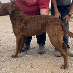 Chesapeake Bay Retriever and West Highland White Terrier Puppies from BlueBelle's Canine Companions