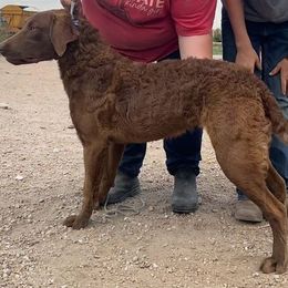 Chesapeake Bay Retriever and West Highland White Terrier Puppies from BlueBelle's Canine Companions