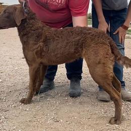 Chesapeake Bay Retriever and West Highland White Terrier Puppies from BlueBelle's Canine Companions