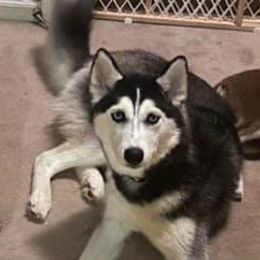 Siberian Husky All Grown Up from Humorous Huskies